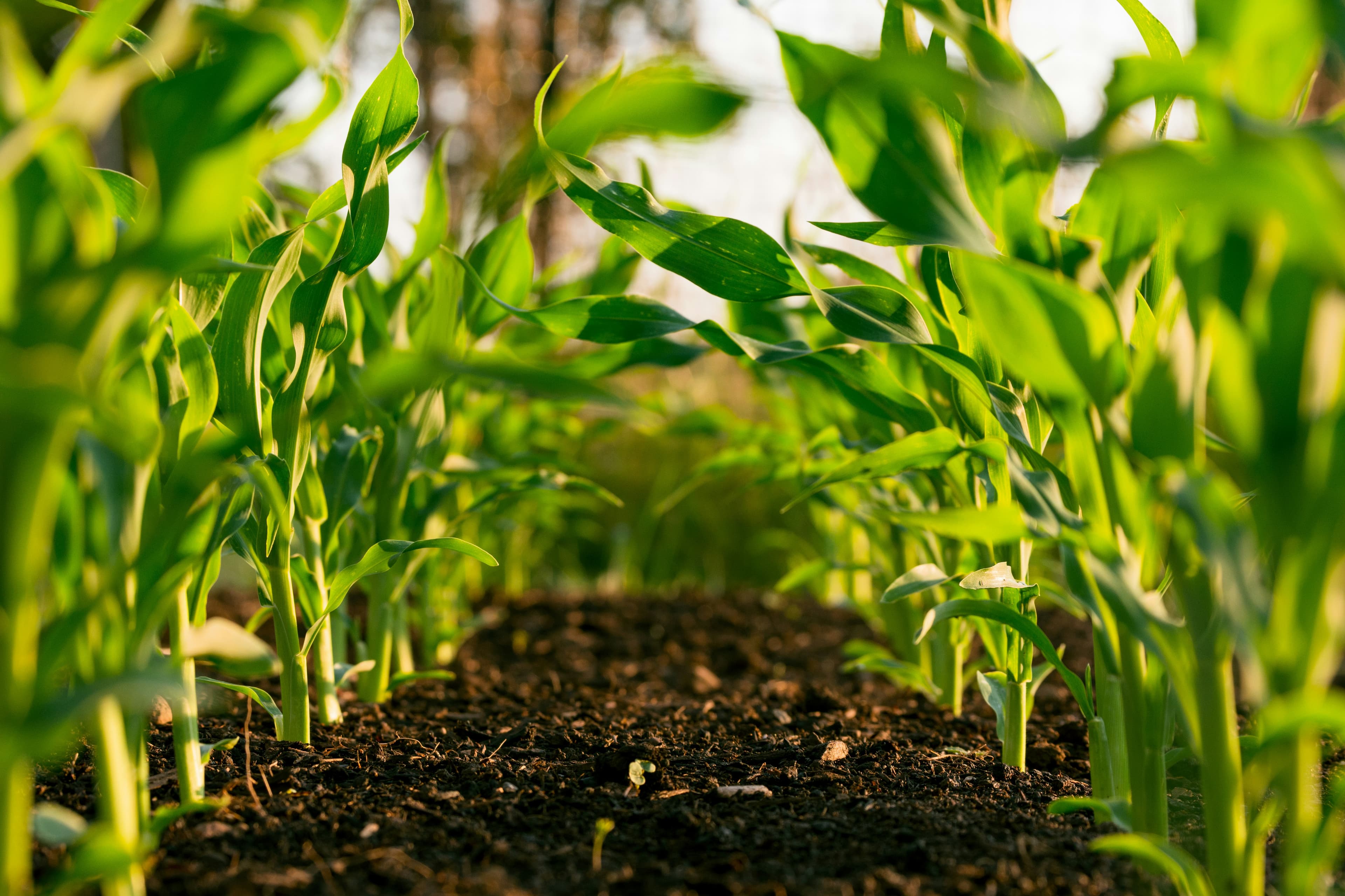 Verified Farmer Records